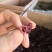 不染色洛神花无硫玫瑰茄泡茶