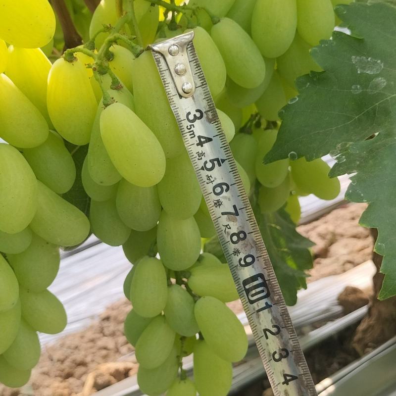 新品上市金蜜葡萄品质好糖度高价格美丽