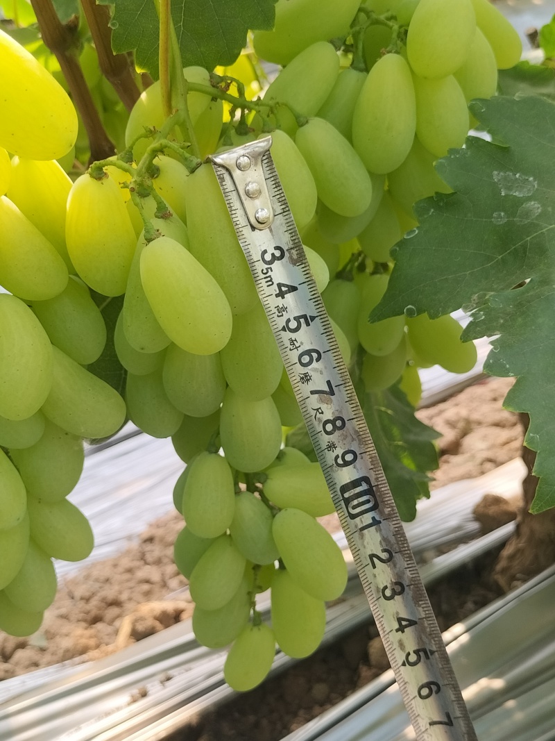 新品上市金蜜葡萄品质好糖度高价格美丽