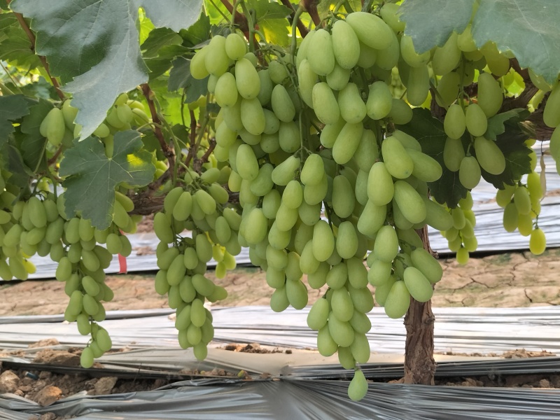 新品上市金蜜葡萄品质好糖度高价格美丽