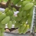新品上市金蜜葡萄品质好糖度高价格美丽