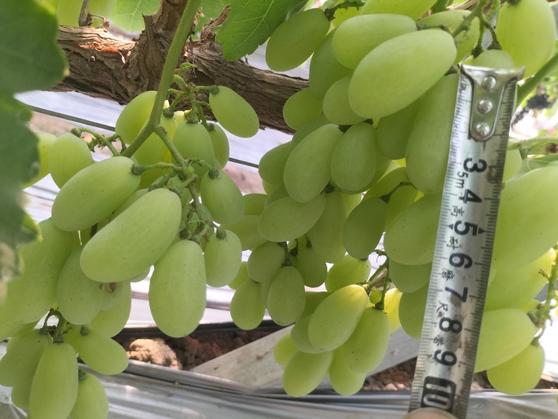 新品上市金蜜葡萄品质好糖度高价格美丽