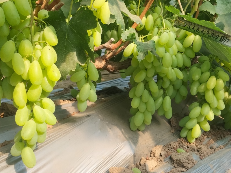 新品上市金蜜葡萄品质好糖度高价格美丽