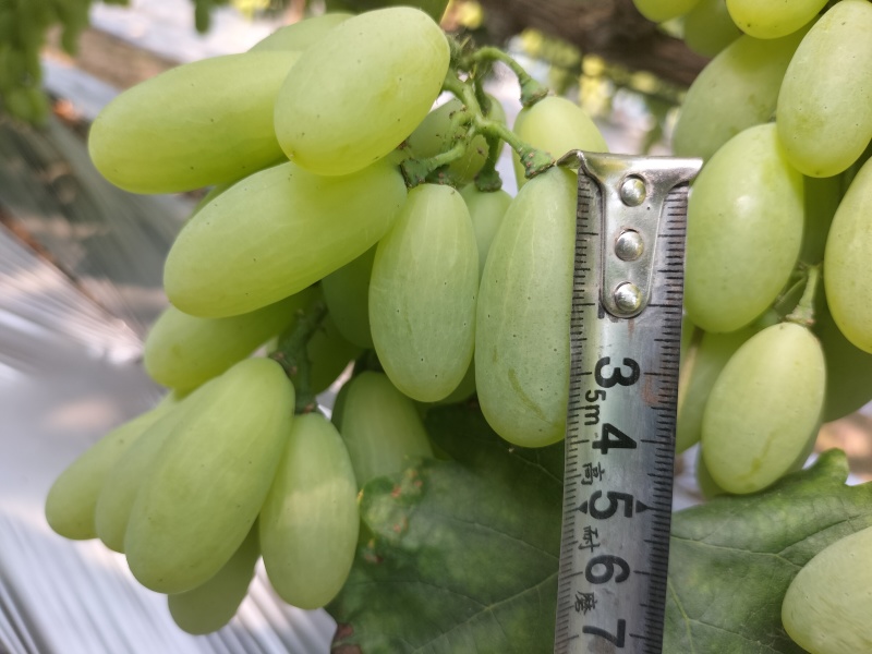 新品上市金蜜葡萄品质好糖度高价格美丽