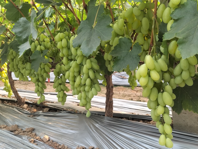 新品上市金蜜葡萄品质好糖度高价格美丽