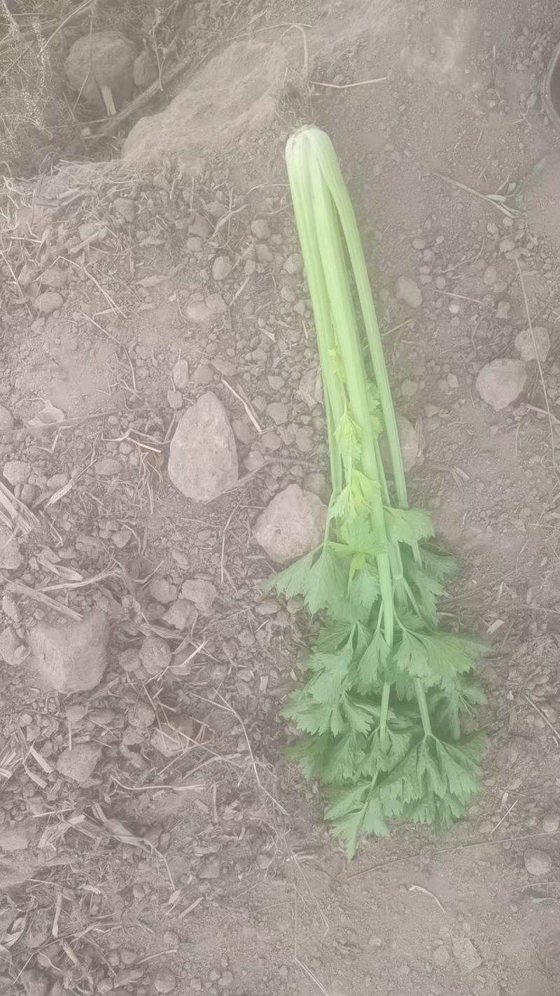宁夏优质芹菜，毛芹，大量上市，欢迎咨询，量大价格