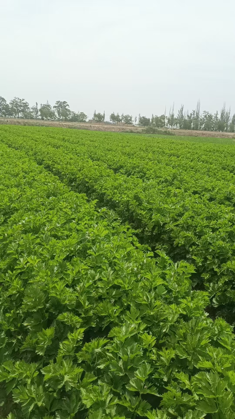 宁夏优质芹菜，毛芹，大量上市，欢迎咨询，量大价格