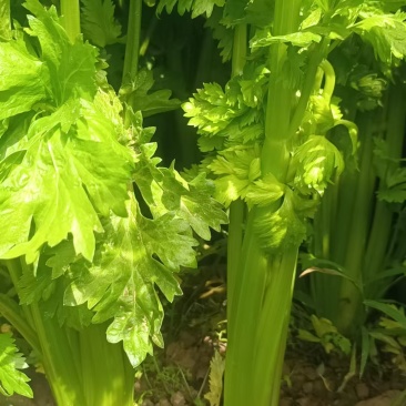 宁夏优质芹菜，毛芹，大量上市，欢迎咨询，量大价格