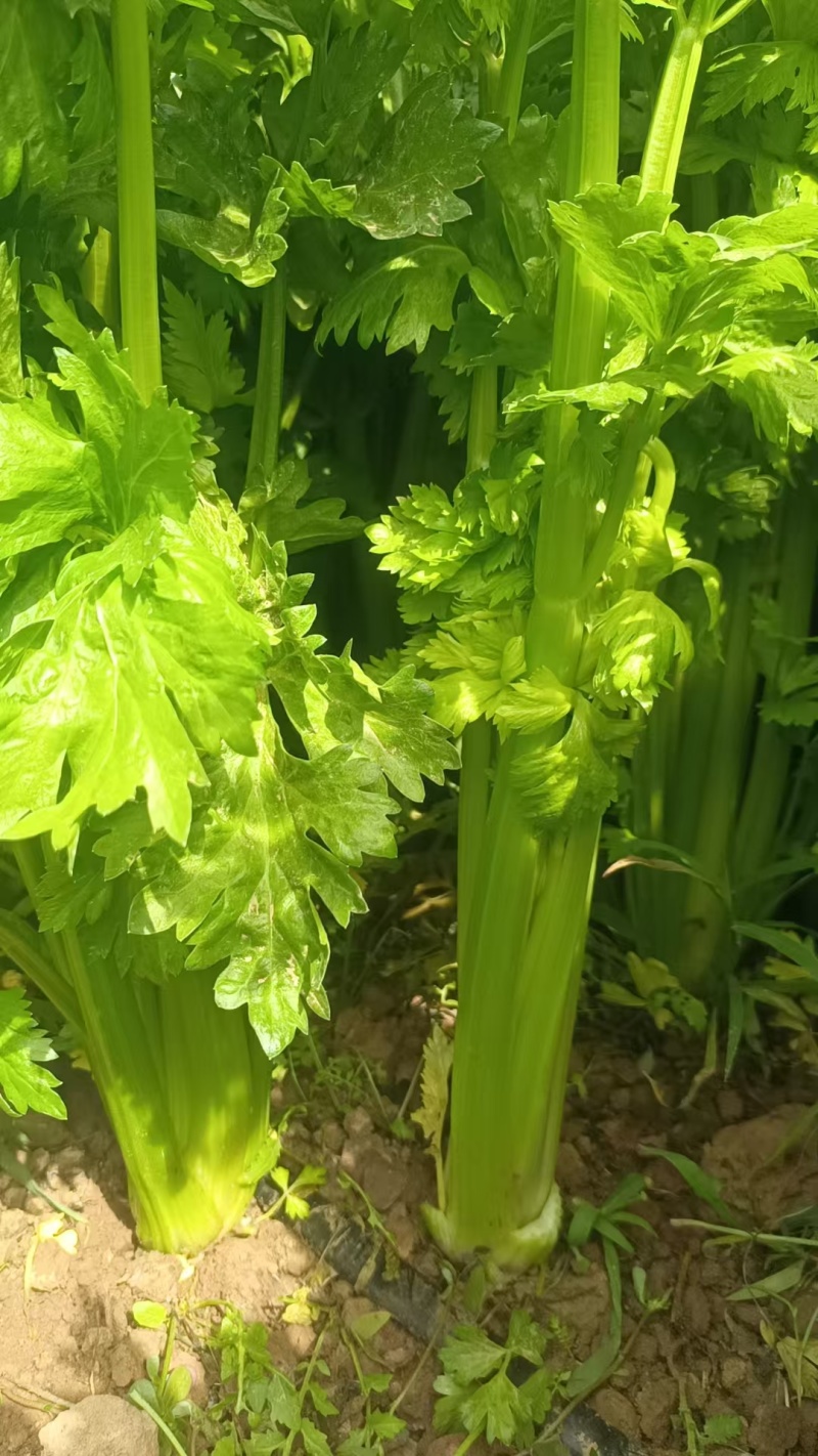宁夏优质芹菜，毛芹，大量上市，欢迎咨询，量大价格