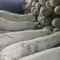 南通精品白冬瓜！产地直发量大从优欢迎来电咨询！