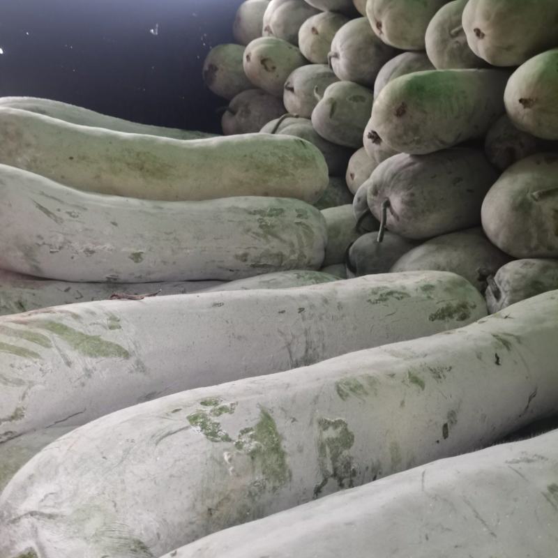 南通精品白冬瓜！产地直发量大从优欢迎来电咨询！