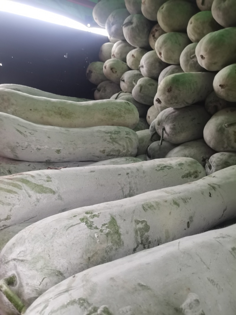 南通精品白冬瓜！产地直发量大从优欢迎来电咨询！