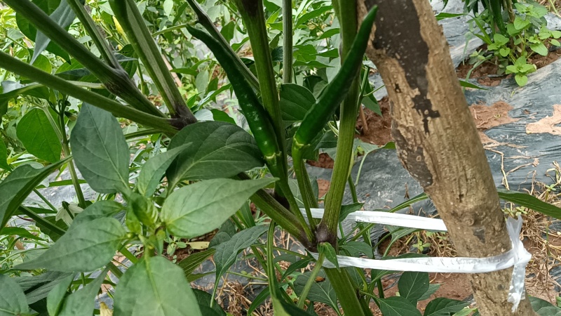 辣椒苗，大果艳椒，小米辣，产地直销，全国发货