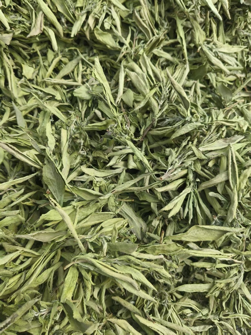 甜叶菊新疆直发颜色绿无土无沙保质保量无黑叶