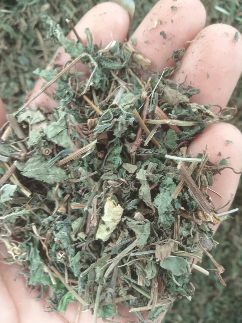 中药材绞股蓝，绞股蓝片规格齐全，可供大货量大从优
