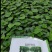 （精）山东精品黄瓜苗基地直发品质保证量大从优一手货源