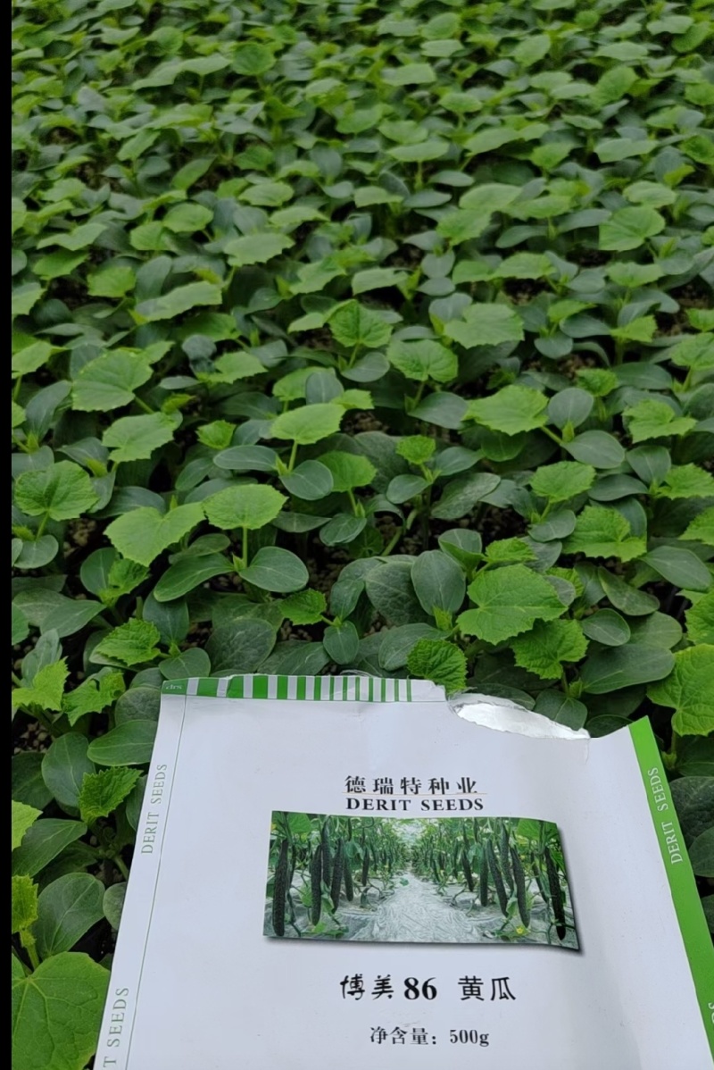 （精）山东精品黄瓜苗基地直发品质保证量大从优一手货源