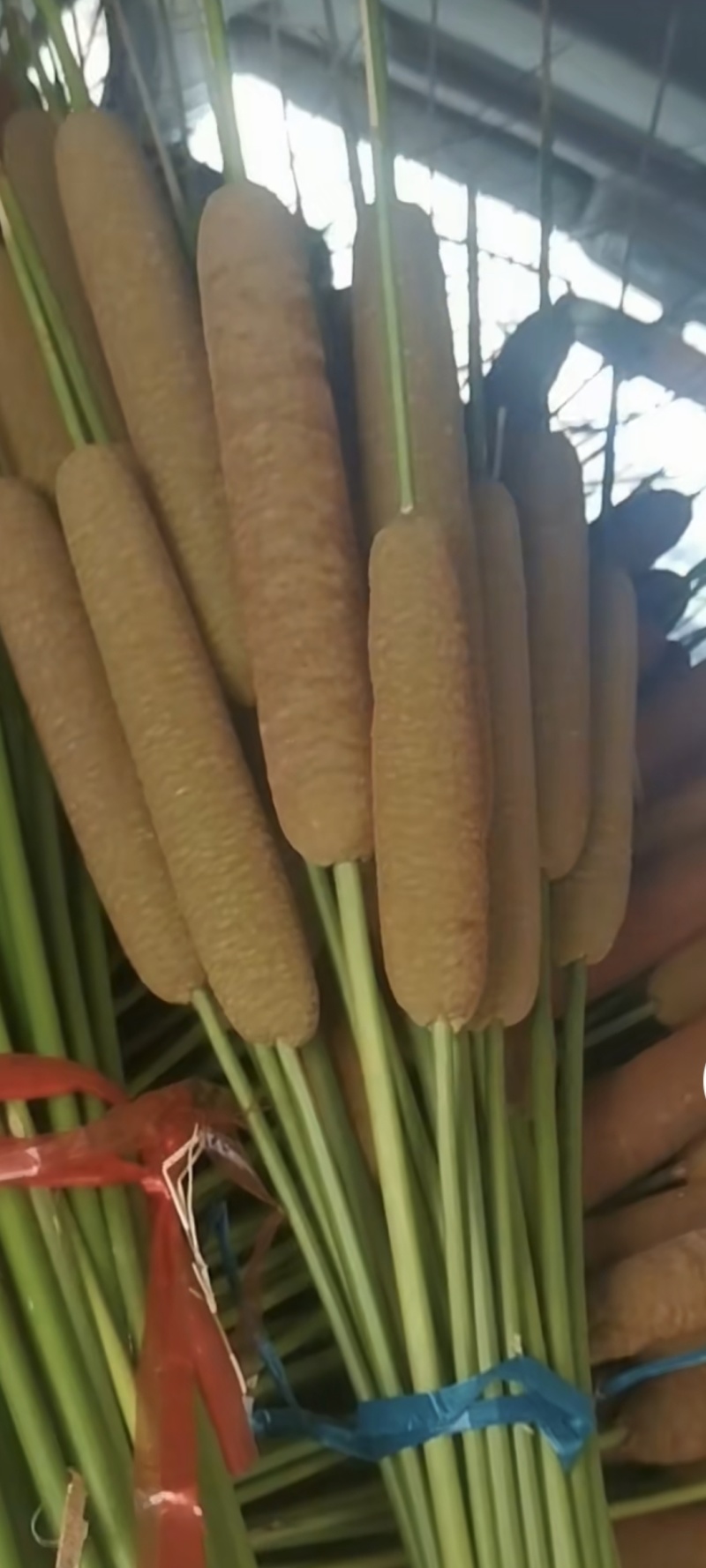 蒲棒