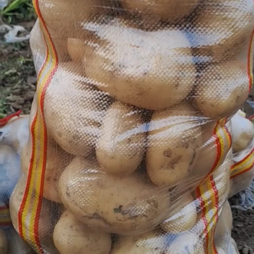 沃土/土豆/基地大量上市，产地直发，按需分配