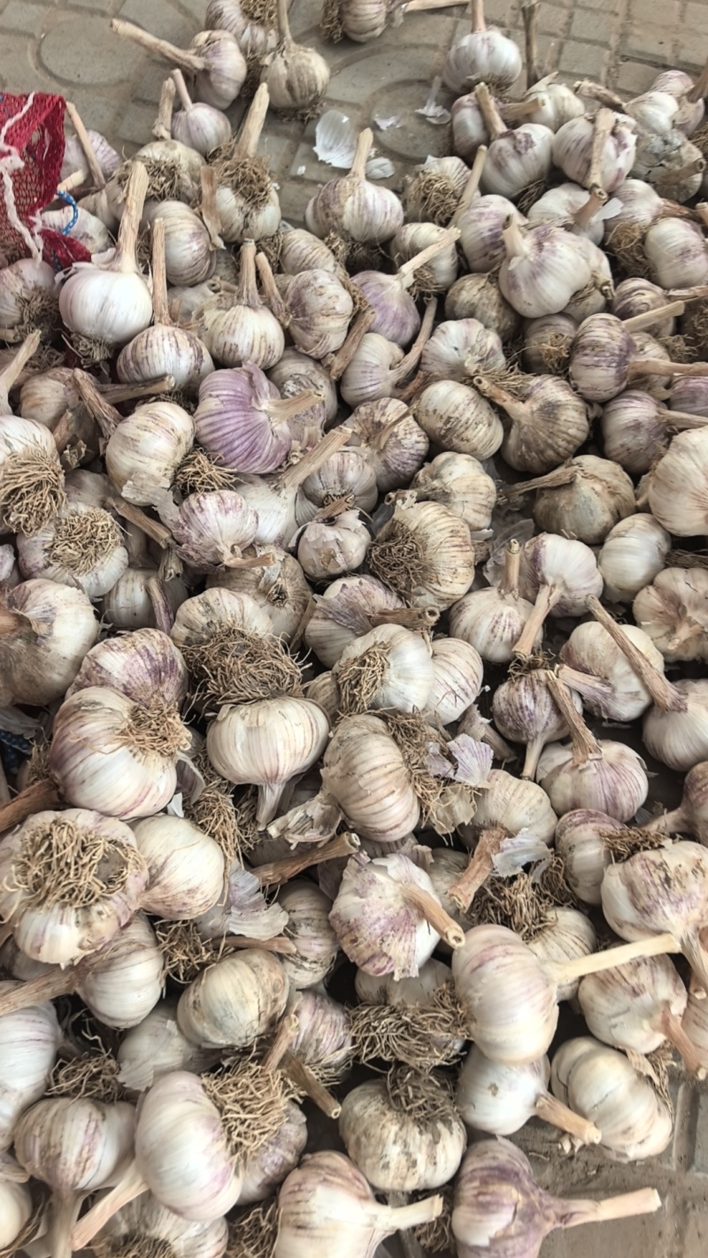 大蒜:蒜黄料、蒜米料、蒜种