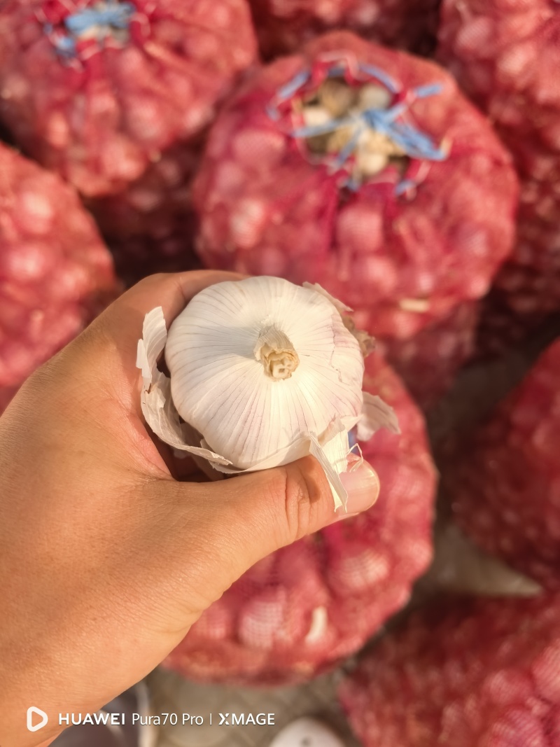 大蒜:蒜黄料、蒜米料、蒜种