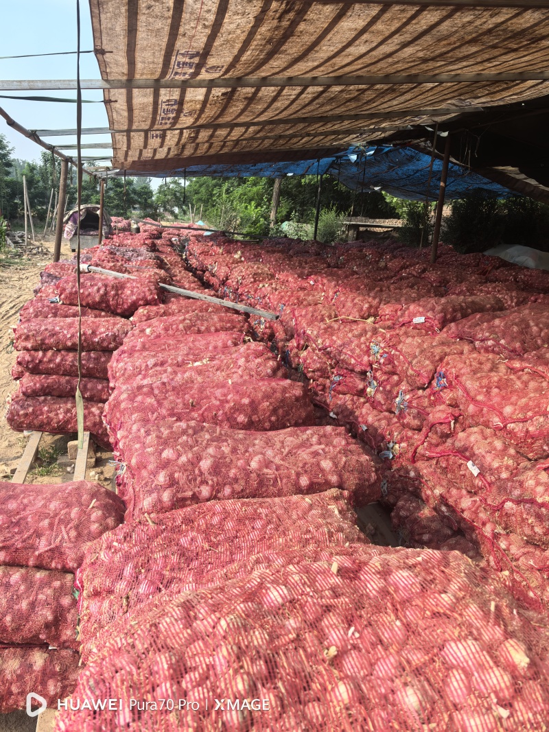 大蒜:蒜黄料、蒜米料、蒜种