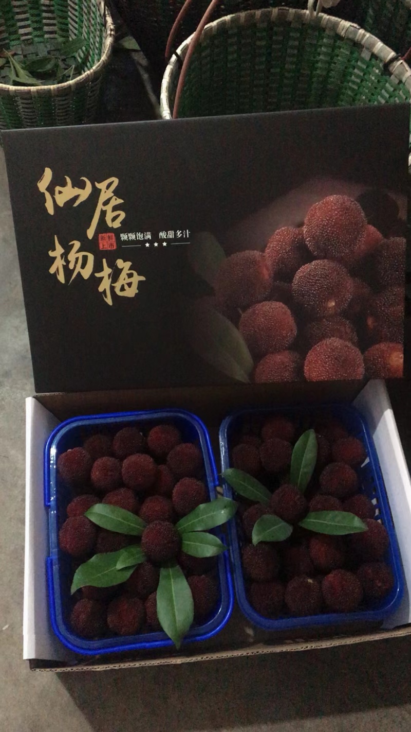 杨梅