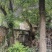 原木