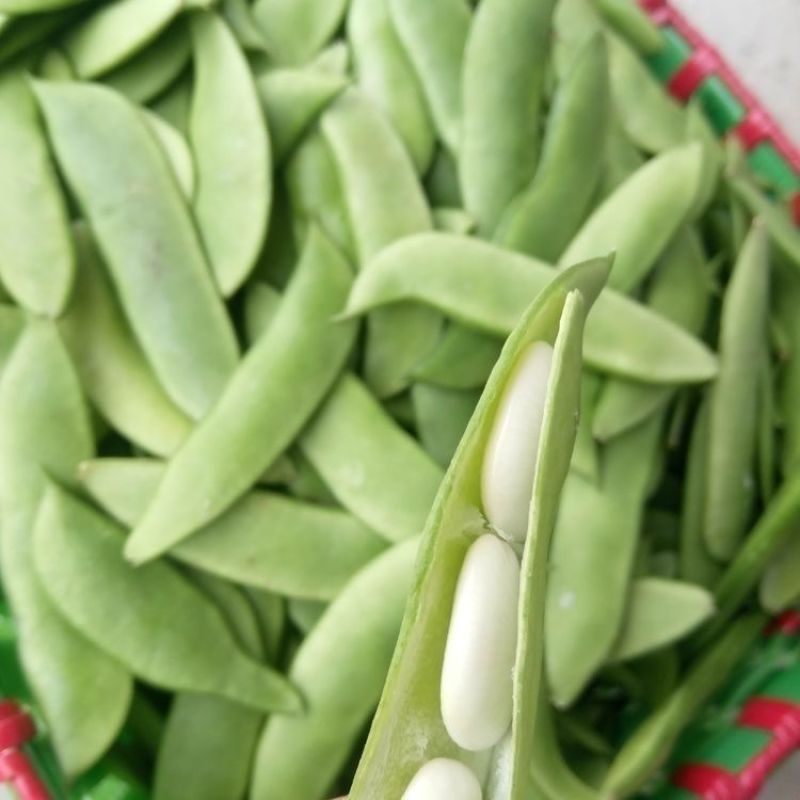 白玉豆-洋扁豆