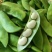 白玉豆-洋扁豆
