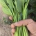 内蒙大叶菠菜，大量共货，欢迎来电，产区直发
