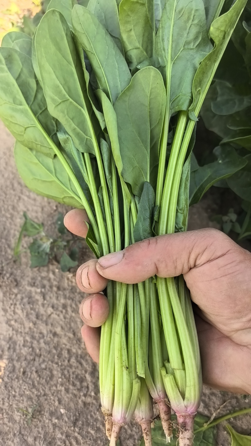 内蒙大叶菠菜，大量共货，欢迎来电，产区直发