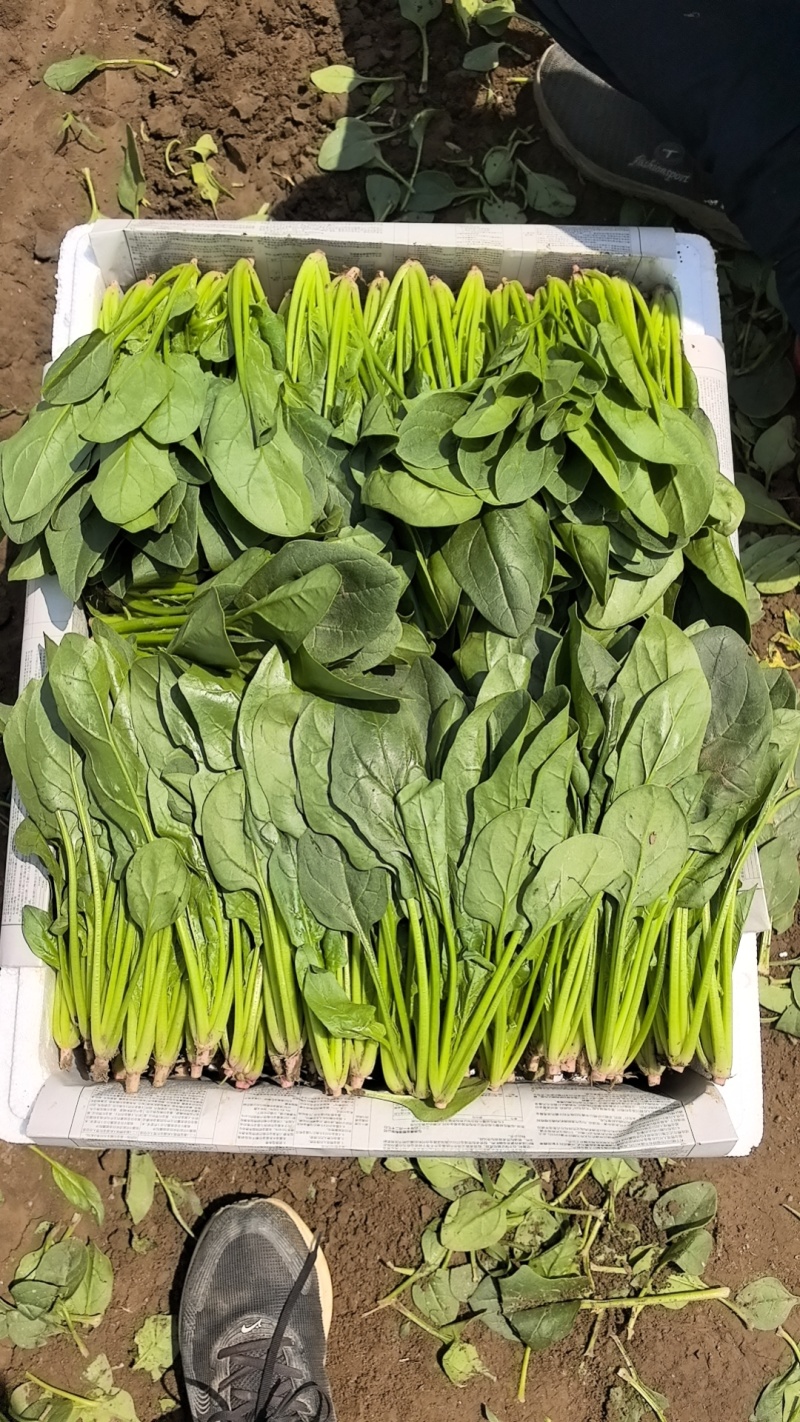 内蒙大叶菠菜，大量共货，欢迎来电，产区直发