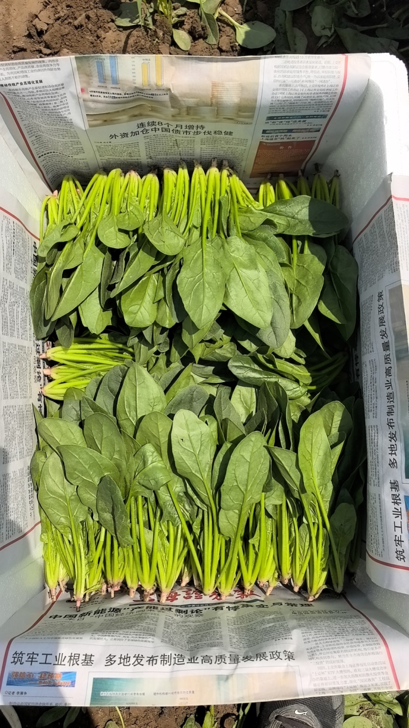 内蒙大叶菠菜，大量共货，欢迎来电，产区直发