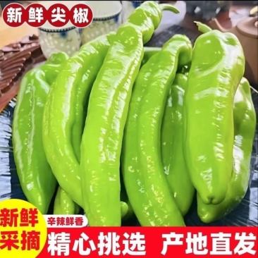 山西鲜辣椒黄皮辣椒大量供应，一手货源，量大从优