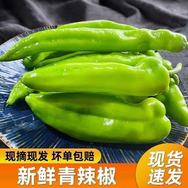山西鲜辣椒黄皮辣椒大量供应，一手货源，量大从优