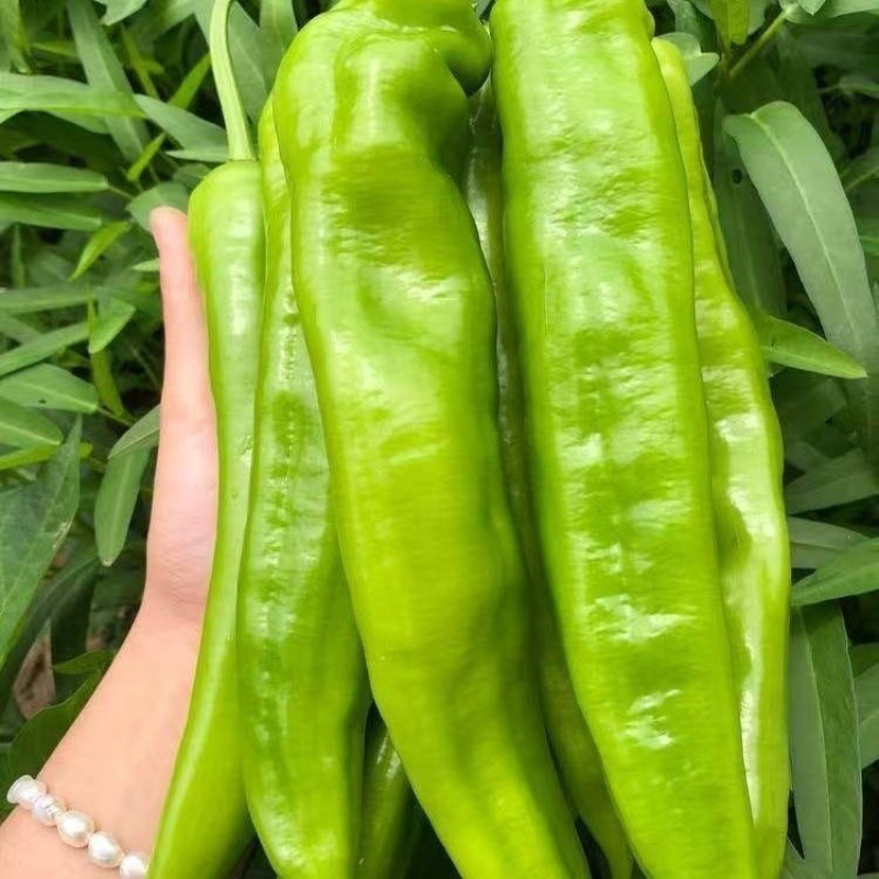 山西鲜辣椒黄皮辣椒大量供应，一手货源，量大从优
