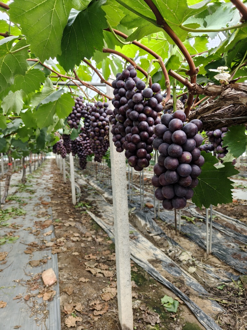 夏黑葡萄