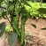 鲜辣椒山西辣椒螺丝椒大量供应新鲜采摘咨询