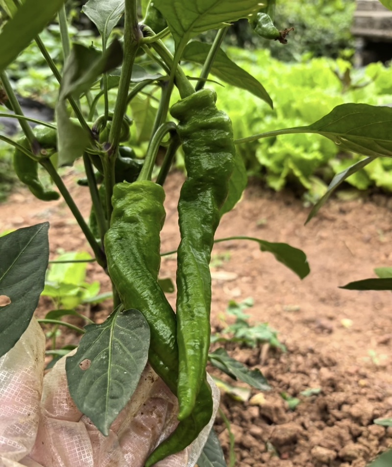 鲜辣椒山西辣椒螺丝椒大量供应新鲜采摘咨询