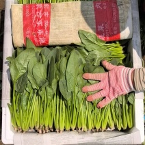内蒙大叶菠菜，大量共货，欢迎来电，***********