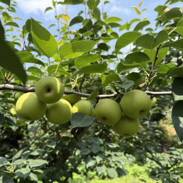 早白蜜（蜂糖梨.丁香梨）