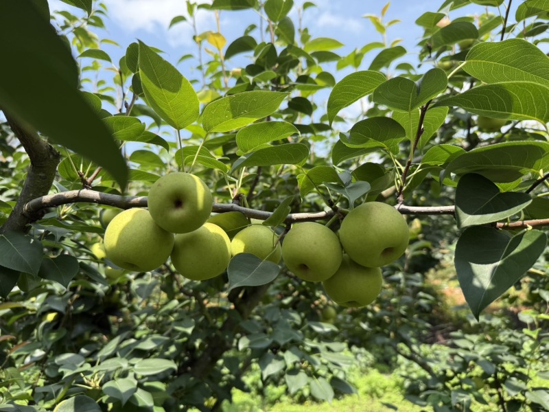 早白蜜（蜂糖梨.丁香梨）