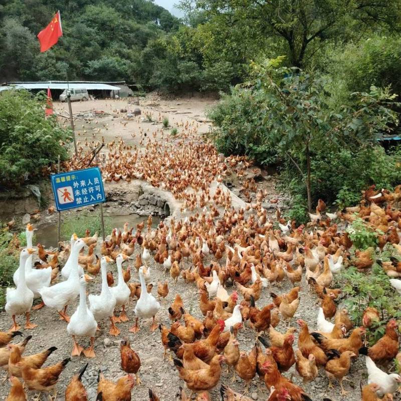 童子鸡小公鸡仔鸡老母鸡高山散养土鸡老公鸡