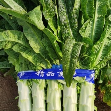 泰安莴笋山东三青皮莴苣山东莴苣产地直发价格实惠量大价优品