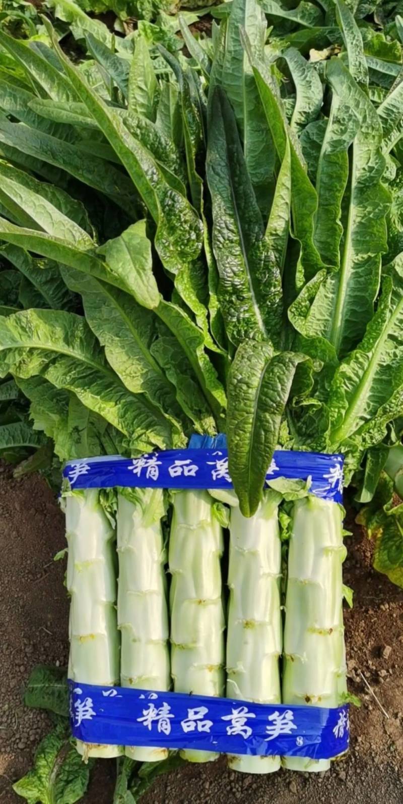 泰安莴笋山东三青皮莴苣山东莴苣产地直发价格实惠量大价优品