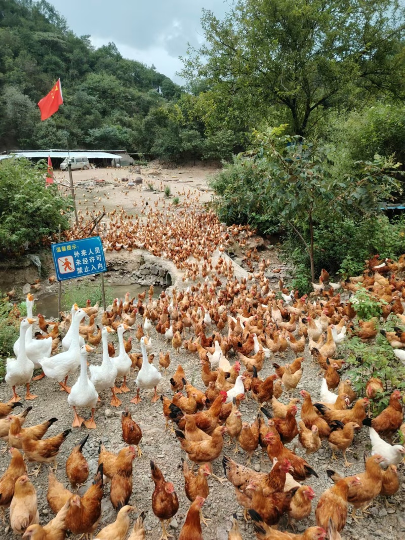 童子鸡小公鸡仔鸡老母鸡高山散养土鸡老公鸡