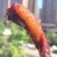 牛肉干风干牛肉干自产自销四川成都一件代发现烤现发