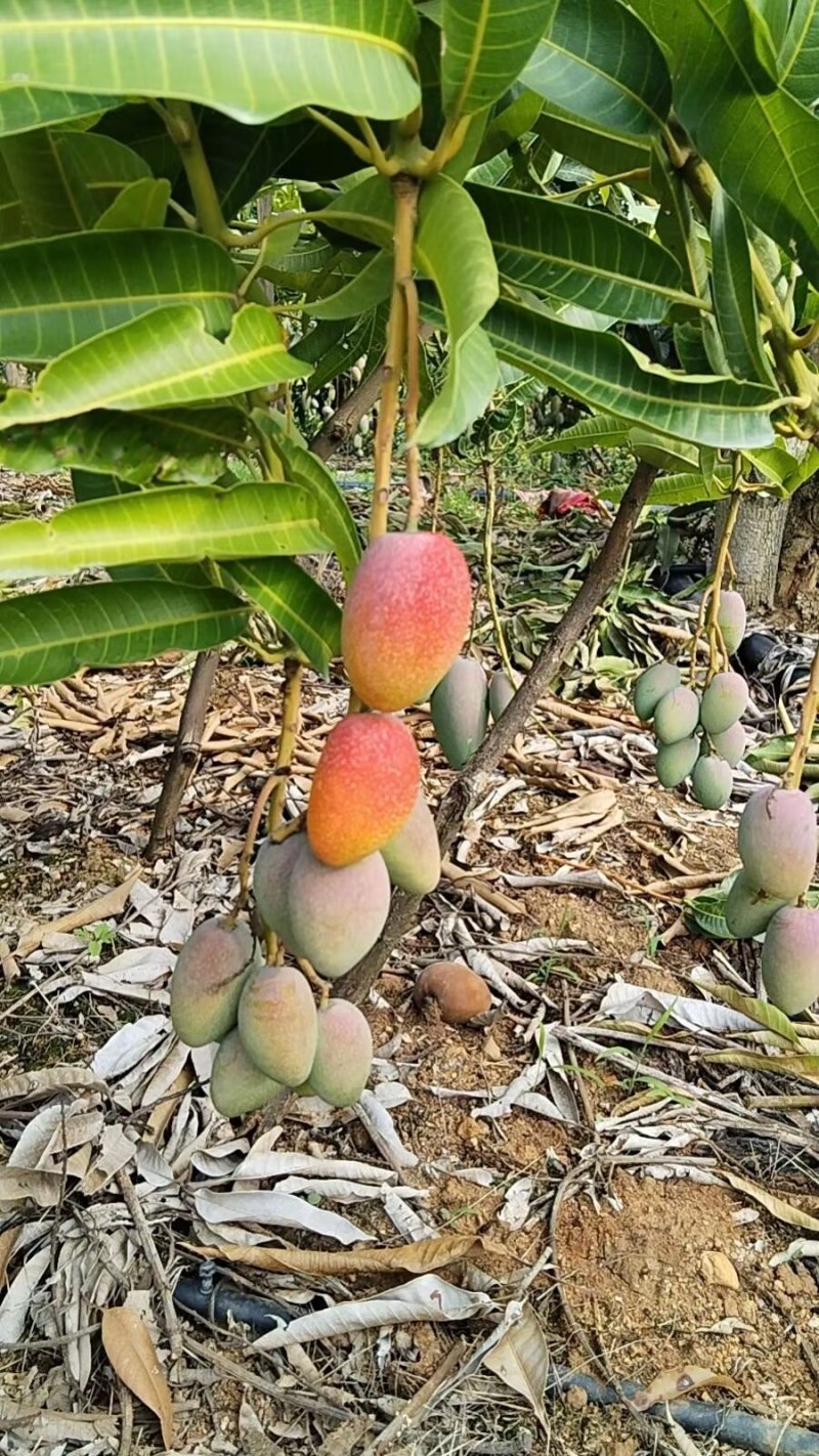 树熟金凤凰（贵妃芒）