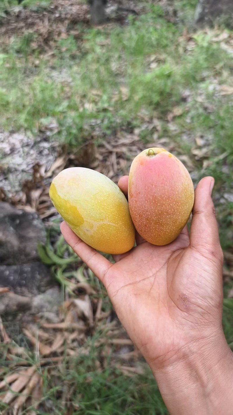 树熟金凤凰（贵妃芒）